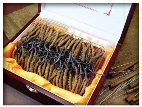 禄劝冬虫夏草回收